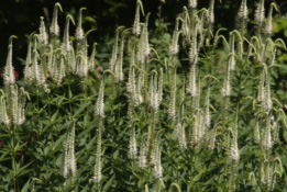 Veronicastrum virginicum 'Album' bestellen